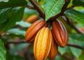 Cocoa Research in Africa: Insights on Production and Trade
