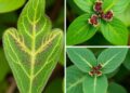 Comparative Analysis of Cissus Leaf Characteristics
