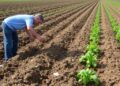 Conservation Tillage Boosts Soil but Worsens Gulf Hypoxia