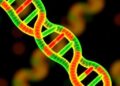 Decades-Old Molecular Biology Mystery Uncovered: Cells Use a Molecular Stopwatch to Gauge RNA Tail Lengths
