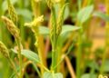 Decoding and Breeding Polyploid Crop Genomes