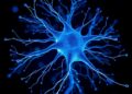 Decoding the Blueprint of Neuron Formation
