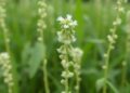 Discovering cDNA for Disease Resistance in Sesamum