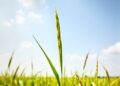 Enhancing Rice Resilience: Molecular Markers for Stress Tolerance