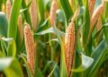 Evaluating Fertilizer Impacts on Sustainable Maize Production