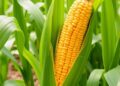 Exploring Genetic Diversity in Extra-Early Orange Maize