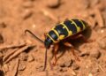 Fall Armyworm’s Devastating Effects on Limpopo Farmers