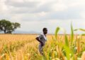 Farm Subsidies Boost Fertilizer Use, Maize Yields in Malawi