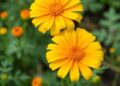Flower Shapes Reveal Pollen Diversity in Marigolds
