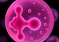 Genetic Insights Uncover Why Male Embryos Develop More Rapidly