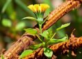 Groundbreaking DNA Analysis Uncovers Plants’ Undiscovered Impact on Climate