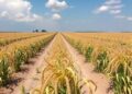 How Drought and Ozone Pollution Combine to Slash Soybean Yields