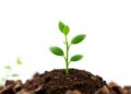 Innovative Organic Fertilizer for Sustainable Agriculture Insights