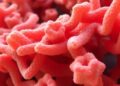 Isolating a Robust Heat-Resistant Metalloprotease from Geobacillus
