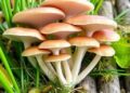 Jaragua Grass as Alternative Substrate for Oyster Mushrooms