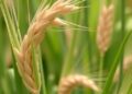 Lipid Metabolism Key to Oat’s Heat Stress Response