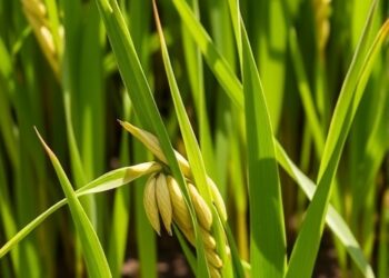 MicroRNAs Boost Rice Resilience to Light Stress