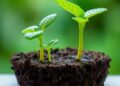 Microbacterium thalassium: A Promising Biofertilizer for Agriculture