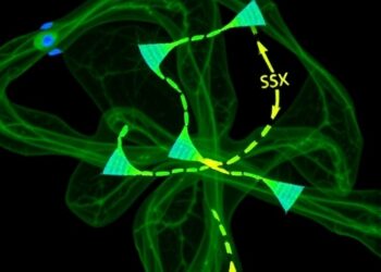 Msx2 Inhibits Osteoclast Fusion, Boosts Bone Growth