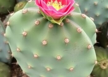 Opuntia Ficus Indica: Health Benefits and Protective Properties