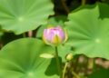Polyamine Metabolism and Salt Stress in Lotus Japonicus