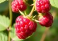 Quest for the Ultimate Raspberry: Exploring Nature’s Sweetest Berry