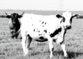 RASEL: Revolutionizing Core SNP Selection in Cattle