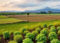 Rewrite Towards sustainable diets and farming systems through land use optimisation as a headline for a science magazine post, using no more than 8 words