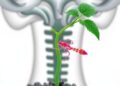 Salivary Proteins of Psylla: Effects on Host Plants