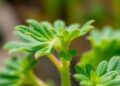 Small Peptides: Key Players in Plant Stress and Microbes