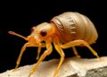 Tiny Fossils Reveal Major Insights into Arthropod Evolution
