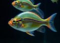 Two Fish Species, Two Strategies: A Novel Model Unveils Insights into Working Memory