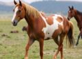 Uncovered: Genetic Changes That Transformed Wild Horses into Rideable Companions