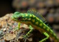 Uncovering Biosynthetic Secrets of Actinoalloteichus caeruleus