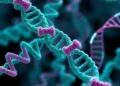 Unraveling Protein-RNA Interactions: The Dual Role of Zinc Fingers and Disordered Regions