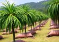 Variability in Cinnamomum tamala Across Almora Cultivations