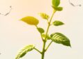 Amino Acids: Key Players in Plant Growth and Resilience