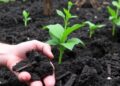 Biochar: A Controversial Carbon Solution for Agriculture