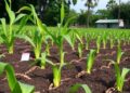 Biochar Boosts Soil Health and Maize Yields in Ghana