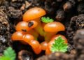 Boosting Vermicomposting with Eco-Friendly ZnO Nanoparticles