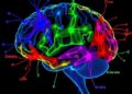 Brain-Wide Neural Activity Map Reveals Behavior