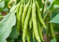 Eco-Friendly Co-Composting: Boosting Green Bean Production