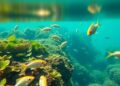 Eco-Friendly Innovations for Enhanced Aquaculture and Thriving Ecosystems