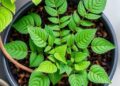 Exploring Antioxidants and Antimicrobial Properties of Athyrium
