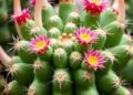 Exploring Cactaceae’s Secondary Metabolites: Insights & Future Directions
