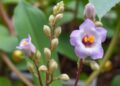 Exploring Saintpaulia and Streptocarpus Diversity in Udzungwa
