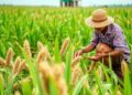 Factors Influencing Finger Millet Farmers’ Climate Adaptation
