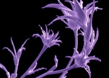 Gamma Irradiation Alters Morphology in IR 841 Rice