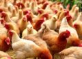 Insights on Chicken Feed Practices and Challenges in Uganda