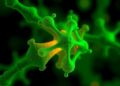 Label-Free Technique Reveals Biomolecular Condensate Composition